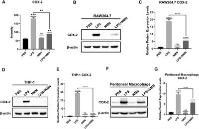 Nicotinamide Mononucleotide Alleviates LPS-Induced Inflammation and Oxidative Stress via Decreasing COX-2 Expression in Macrophages